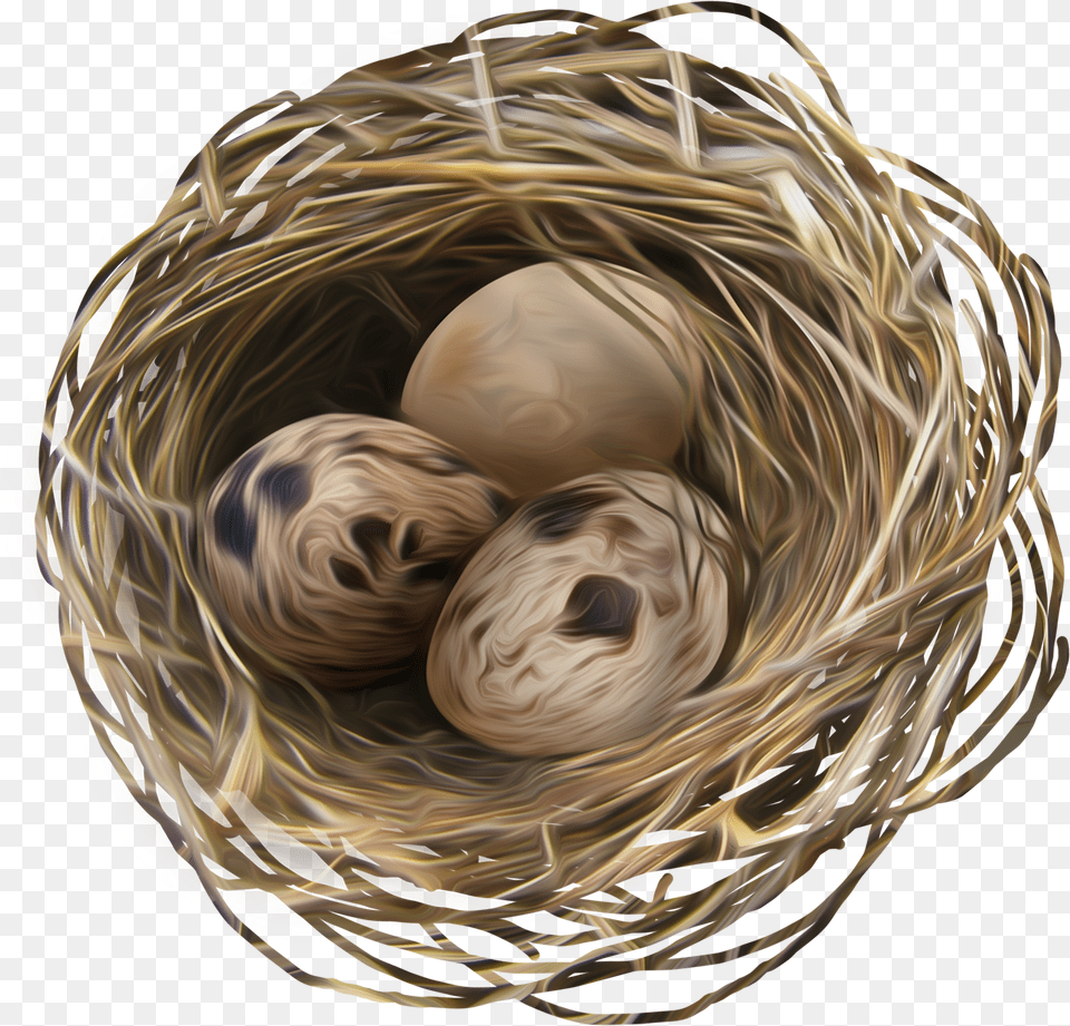 Nest, Baby, Person, Head Free Transparent Png