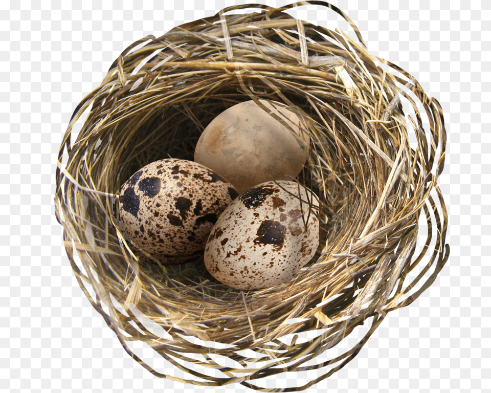 Nest, Egg, Food Free Png Download
