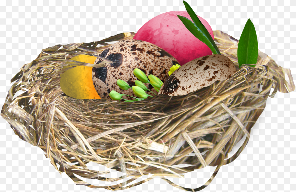Nest Free Png Download