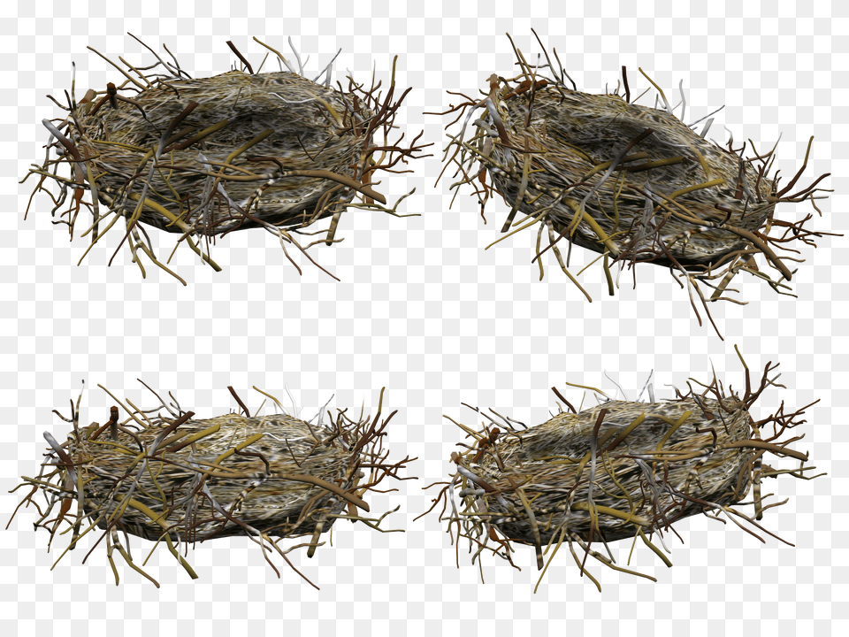 Nest, Plant Png