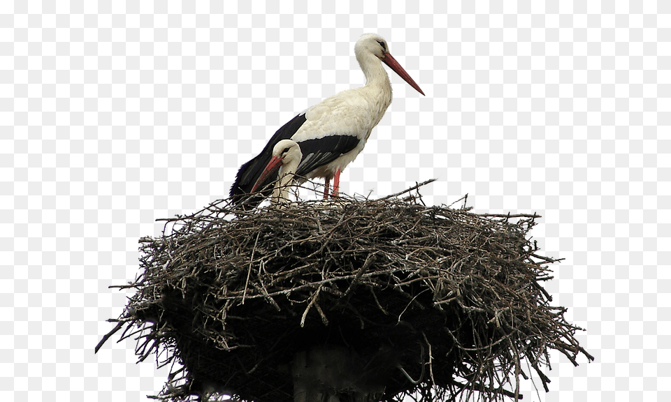 Nest, Animal, Bird, Stork, Waterfowl Png Image