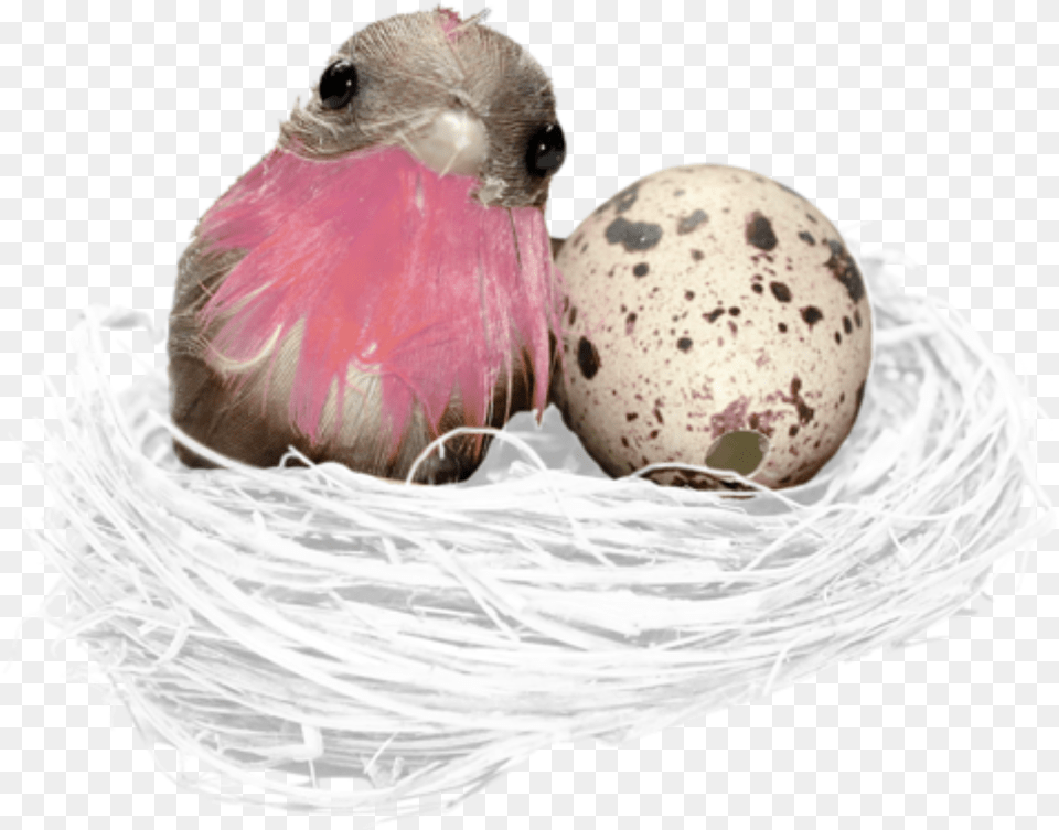 Nest Free Transparent Png