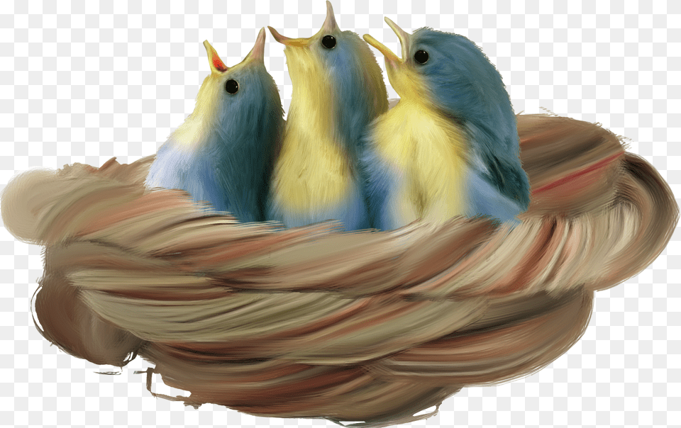 Nest, Animal, Bird, Parakeet, Parrot Png Image
