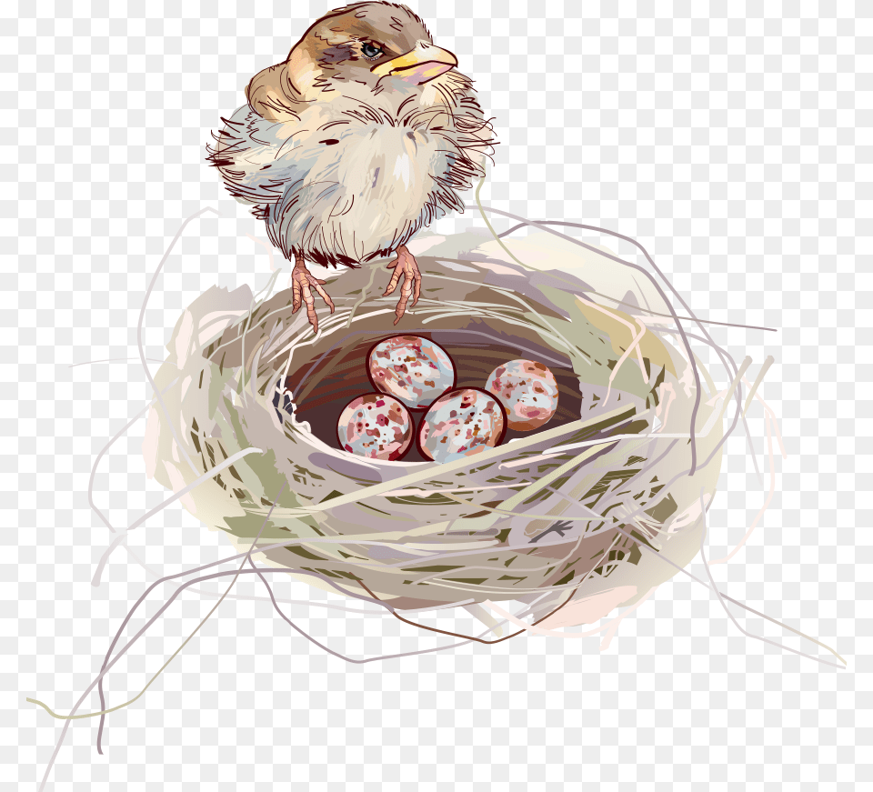 Nest Background, Animal, Bird, Chicken, Fowl Free Png