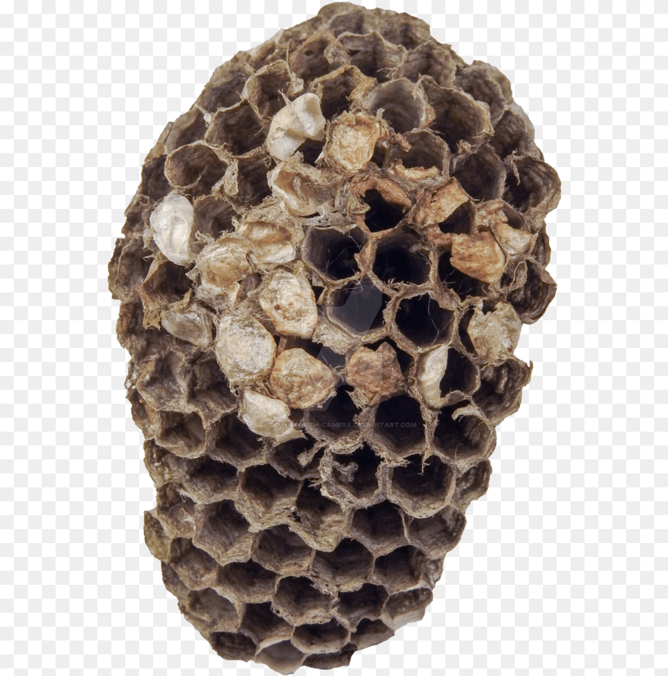 Nest By Bunny With Camera On Wasp Nest, Food, Honey, Plant, Honeycomb Free Png