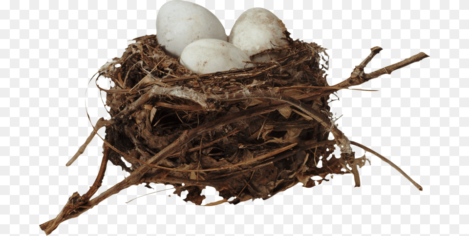 Nest Download Image With Background Gnezdo Kartinka, Animal, Insect, Invertebrate Png