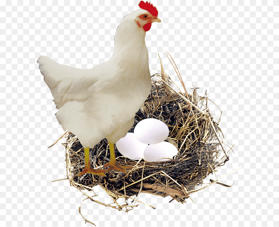 Nest Eggs, Animal, Bird, Chicken, Fowl Free Transparent Png