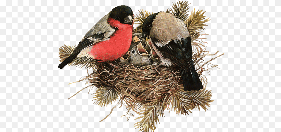 Nest File Download Bird In Nest, Animal, Beak, Finch Free Png