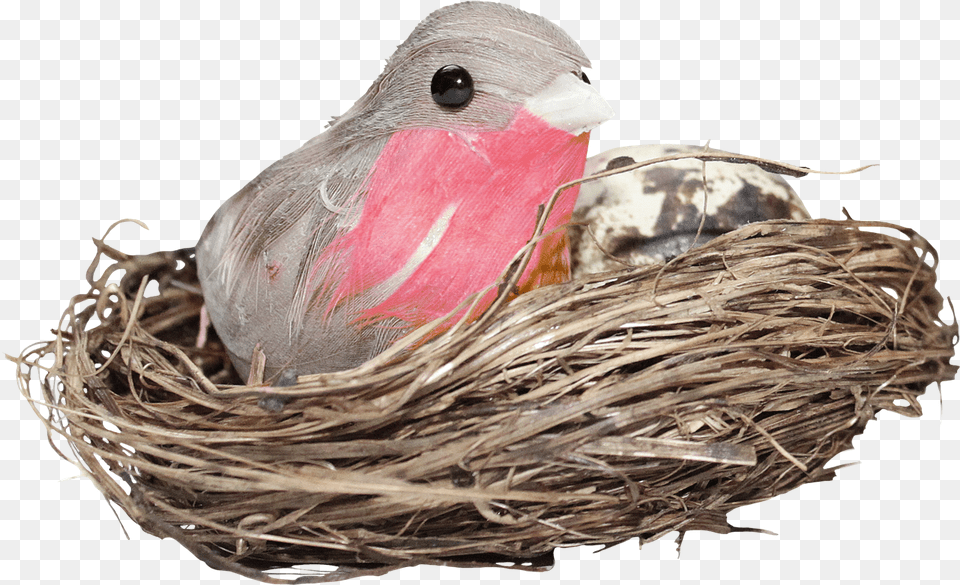 Nest Hd Photo Bird In Nest, Animal, Finch, Beak Free Transparent Png
