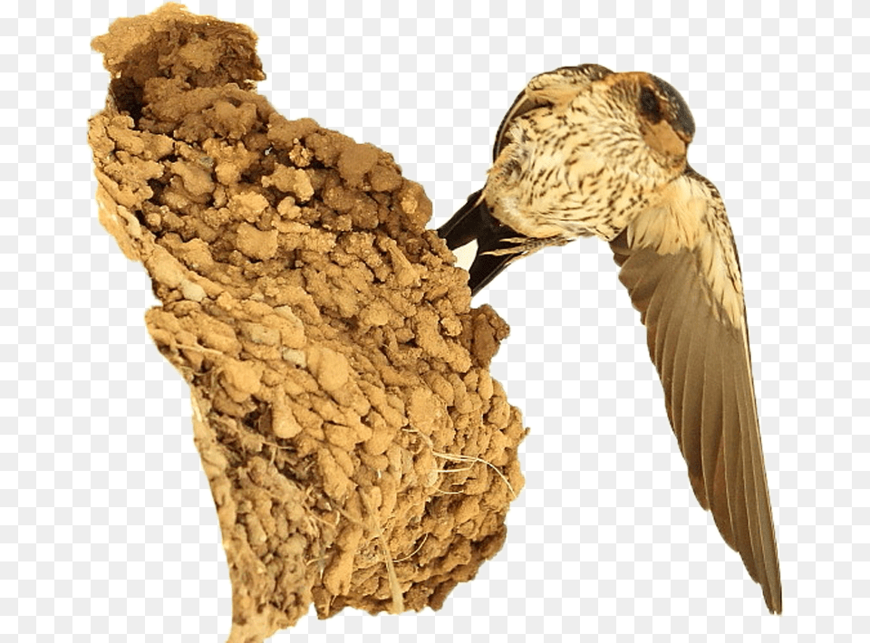 Nest No Background Seabird, Animal, Bird, Swallow, Anthus Png