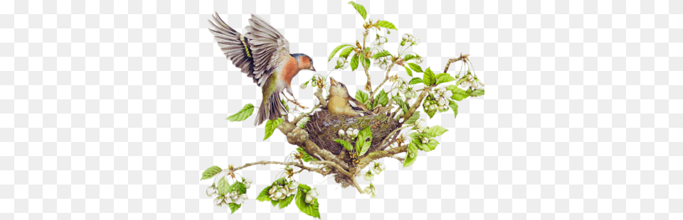 Nest W Colored Pens Paint Brush Tree With Bird Nest, Animal, Finch Png