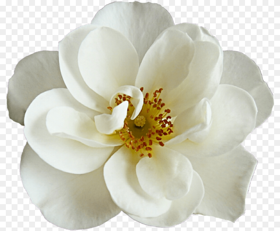 Net Beautiful White Cherry Blossom Flower, Anemone, Anther, Petal, Plant Free Transparent Png