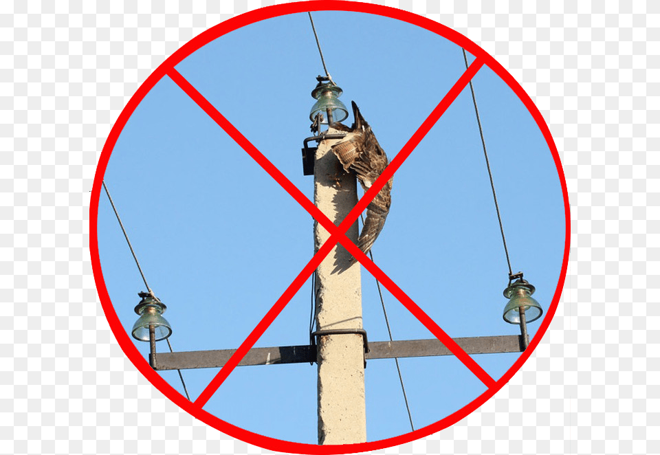 Net Ubijstvam Ptic Na Lep Vector Graphics, Utility Pole, Accipiter, Animal, Bird Png Image