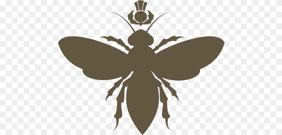 Net Winged Insects, Animal, Bee, Insect, Invertebrate Free Transparent Png