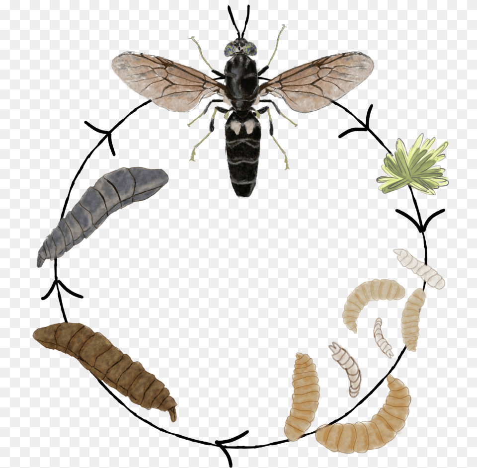 Net Winged Insects, Animal, Bee, Insect, Invertebrate Free Png