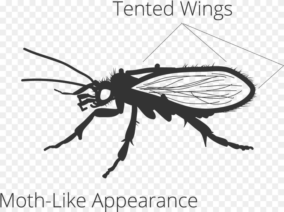 Net Winged Insects, Animal, Bee, Insect, Invertebrate Png Image