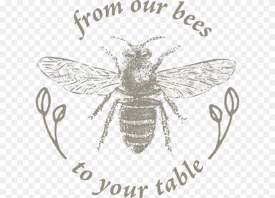 Net Winged Insects, Animal, Bee, Honey Bee, Insect Free Png