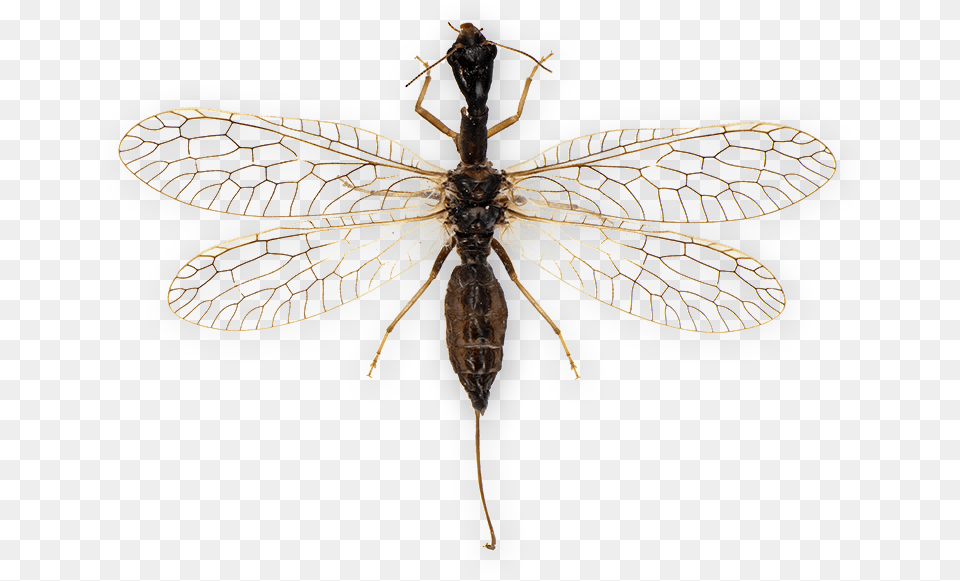 Net Winged Insects, Animal, Insect, Invertebrate Png Image