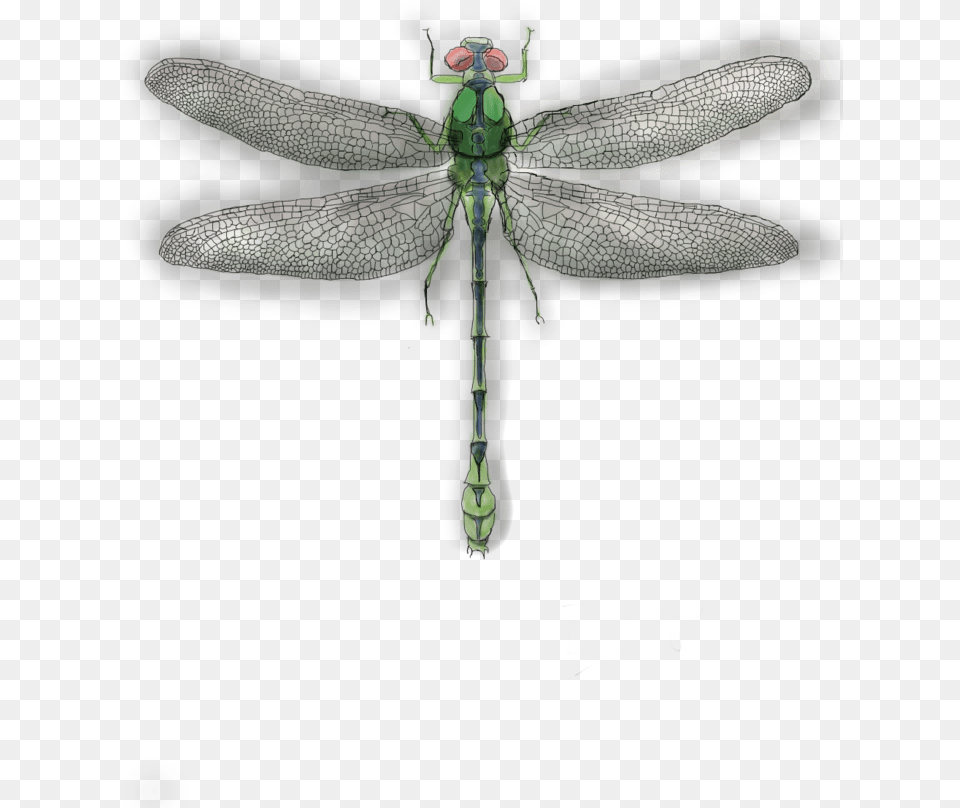 Net Winged Insects, Animal, Dragonfly, Insect, Invertebrate Free Png