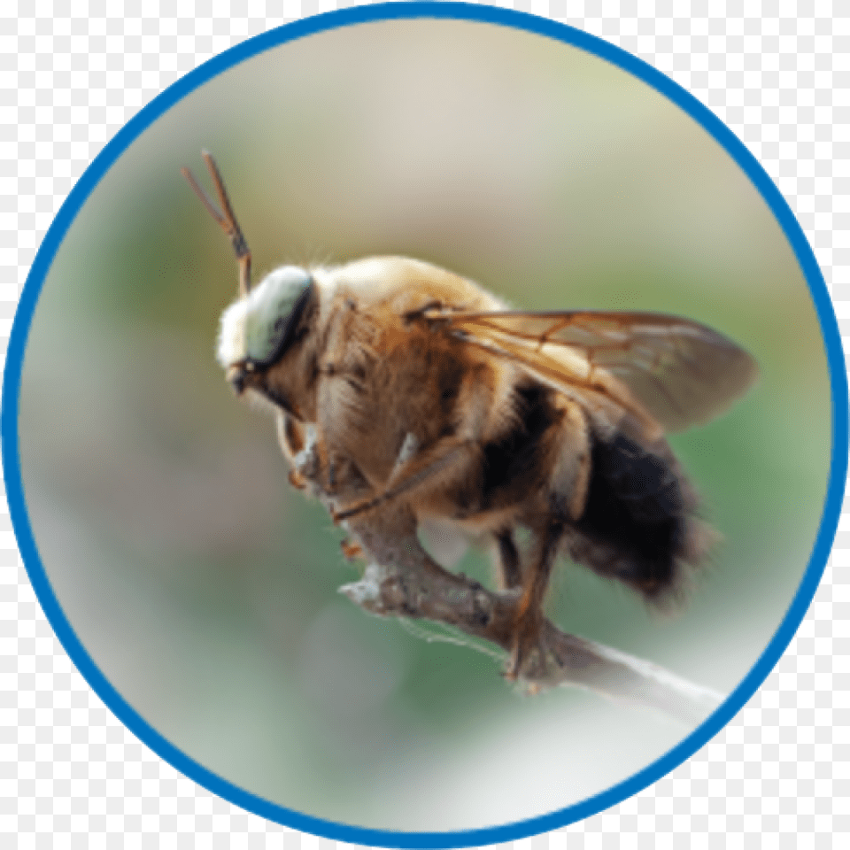Net Winged Insects, Animal, Apidae, Bee, Bumblebee Free Transparent Png