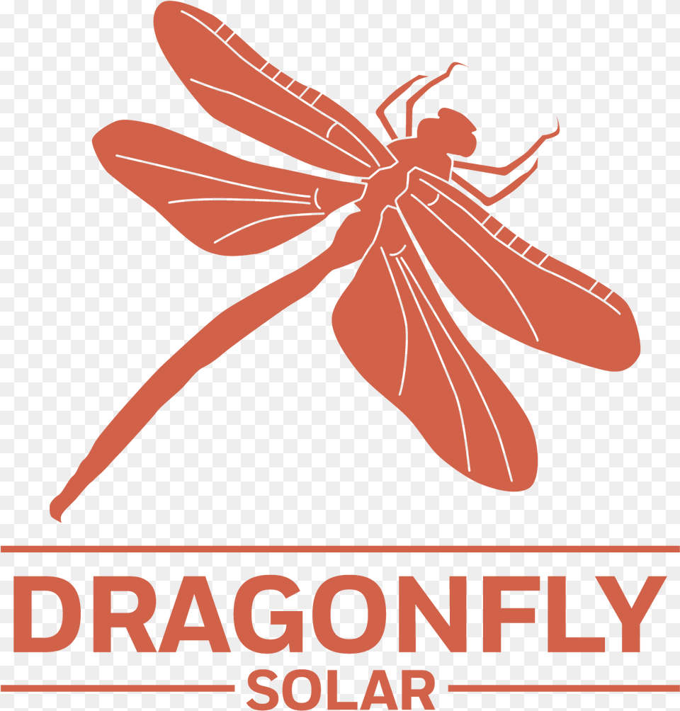Net Winged Insects, Animal, Dragonfly, Insect, Invertebrate Png