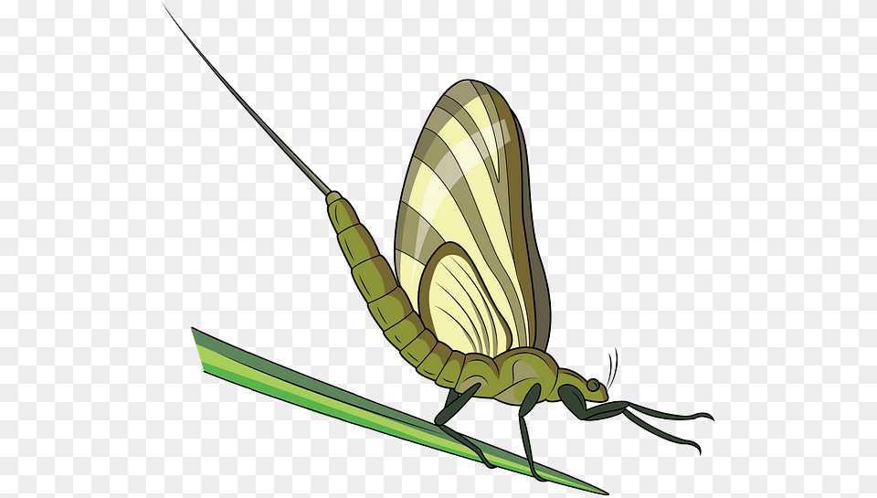 Net Winged Insects, Animal, Device, Grass, Lawn Free Png