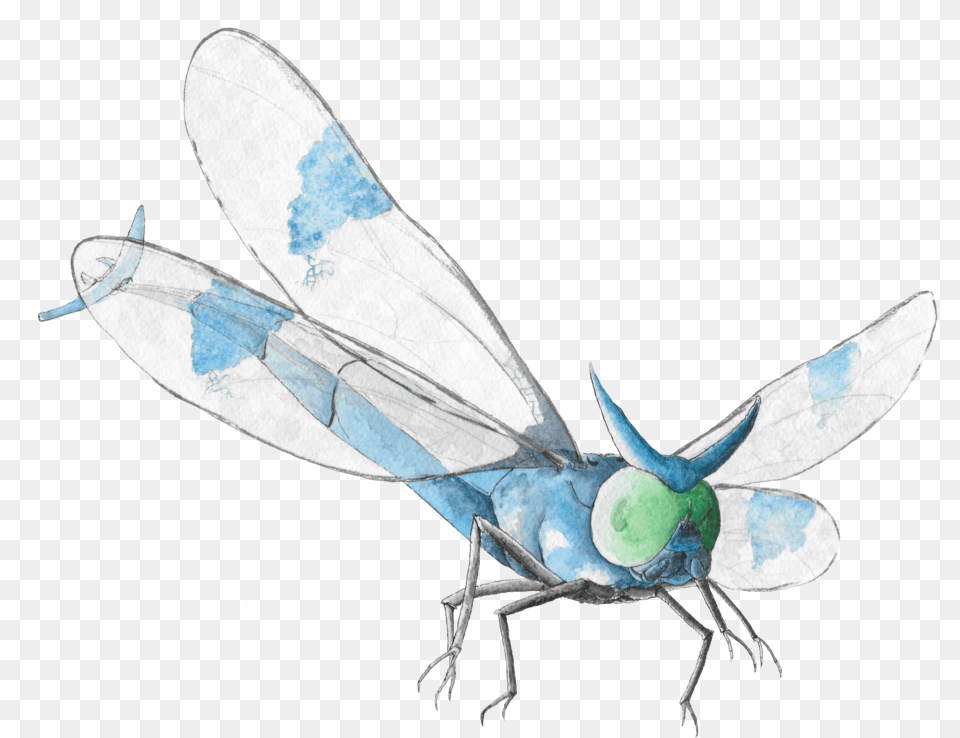 Net Winged Insects, Animal, Bee, Insect, Invertebrate Png