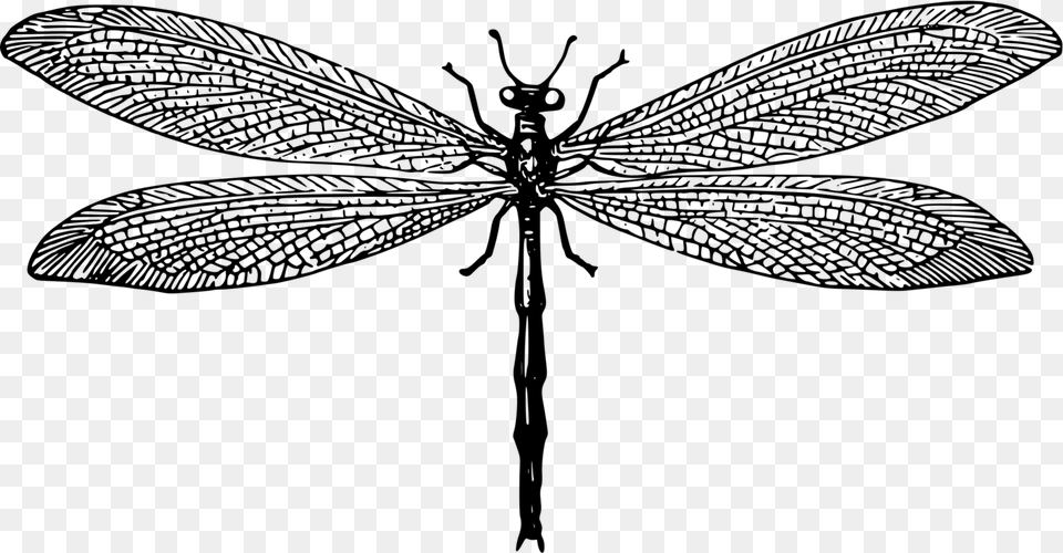 Net Winged Insects Dragonfly Antlion Drawing Computer Net Winged Insects, Gray Free Transparent Png