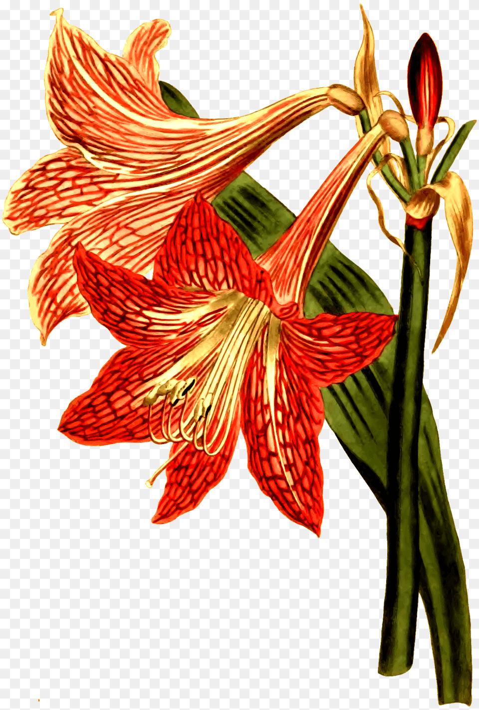 Netted Veined Amaryllis Clipart, Flower, Plant, Animal, Bird Png