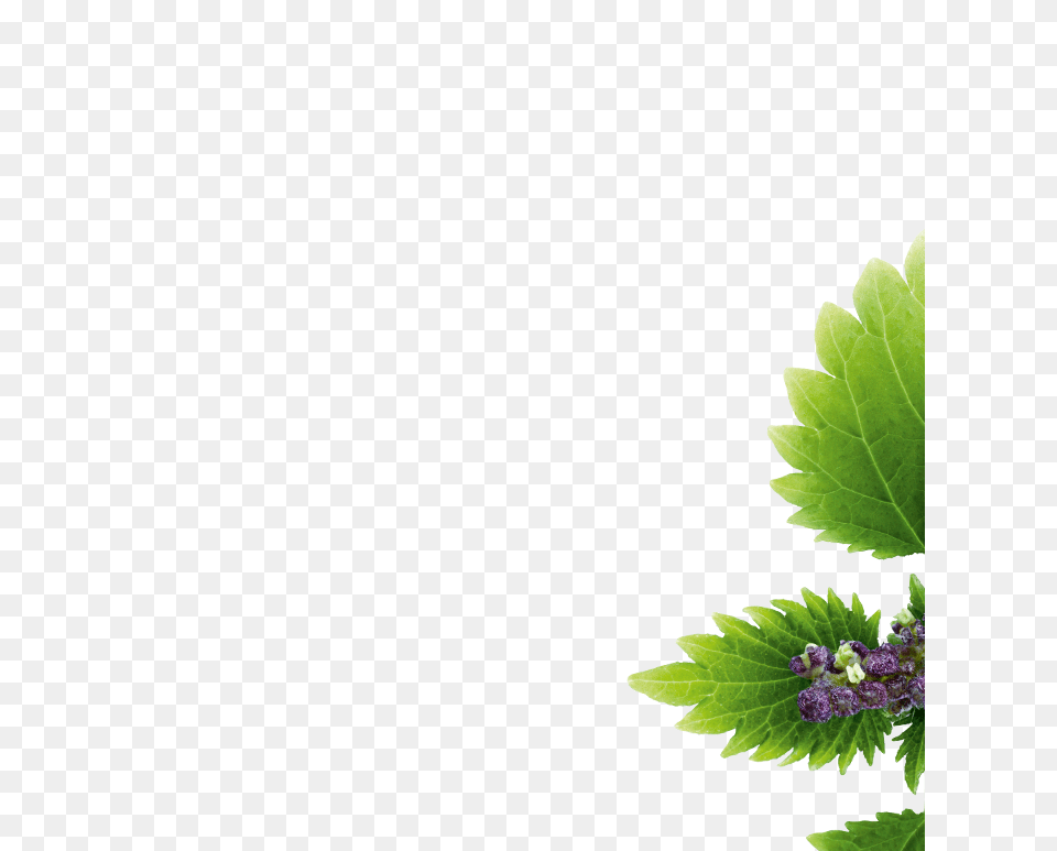 Nettle, Leaf, Bud, Flower, Green Png Image