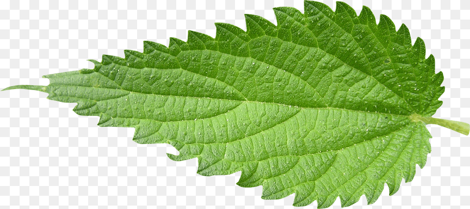 Nettle, Herbal, Herbs, Leaf, Mint Free Transparent Png