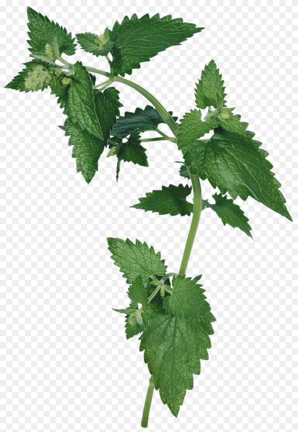 Nettle Free Png Download