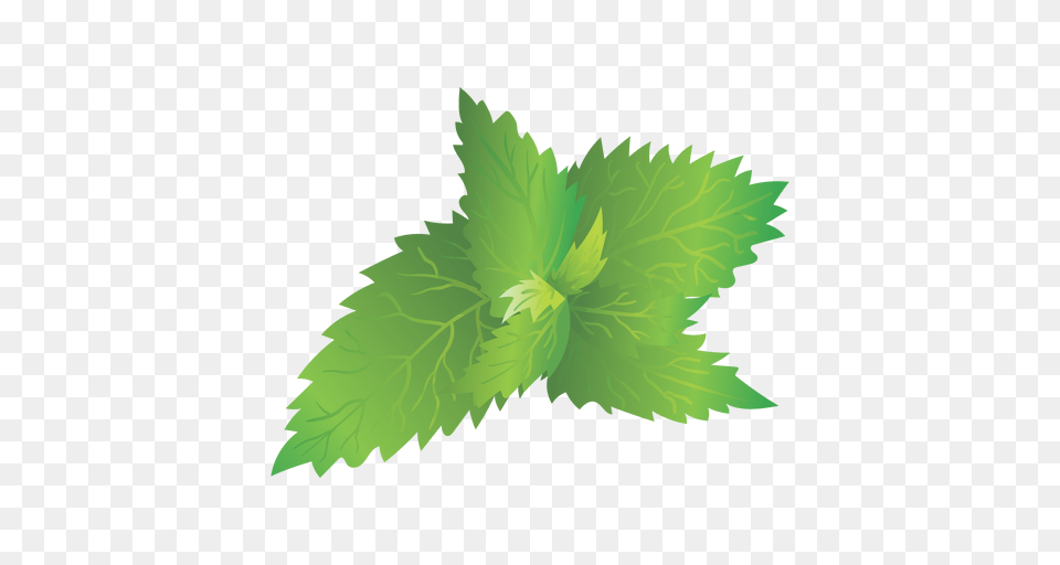 Nettle, Herbs, Leaf, Mint, Plant Png
