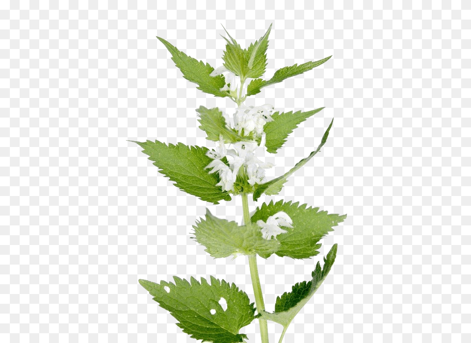 Nettle, Herbal, Herbs, Leaf, Mint Png Image