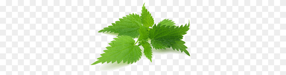 Nettle, Herbal, Herbs, Leaf, Mint Png