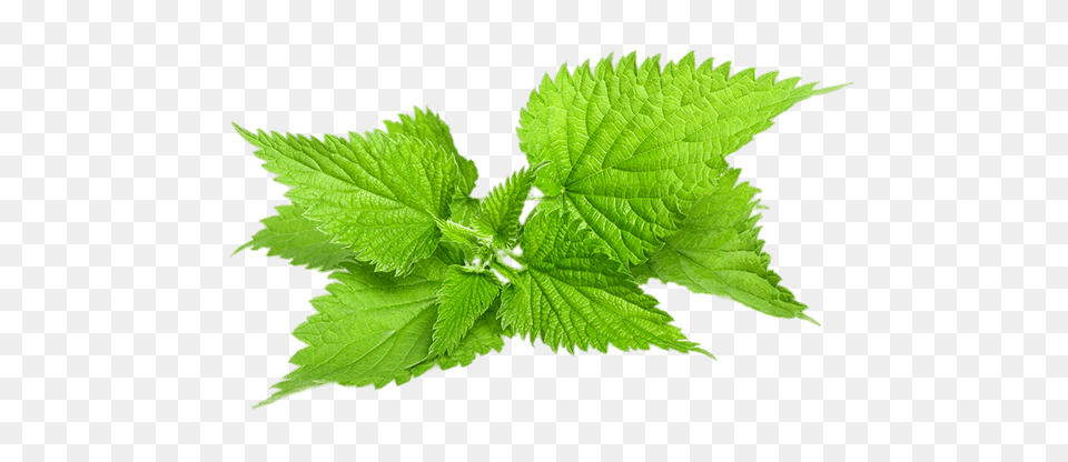 Nettle, Herbal, Herbs, Leaf, Mint Free Transparent Png