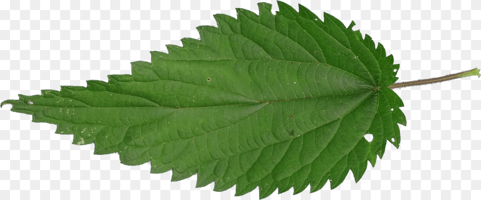 Nettle, Herbal, Herbs, Leaf, Plant Free Png