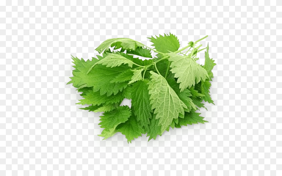 Nettle, Herbal, Herbs, Plant, Parsley Png Image