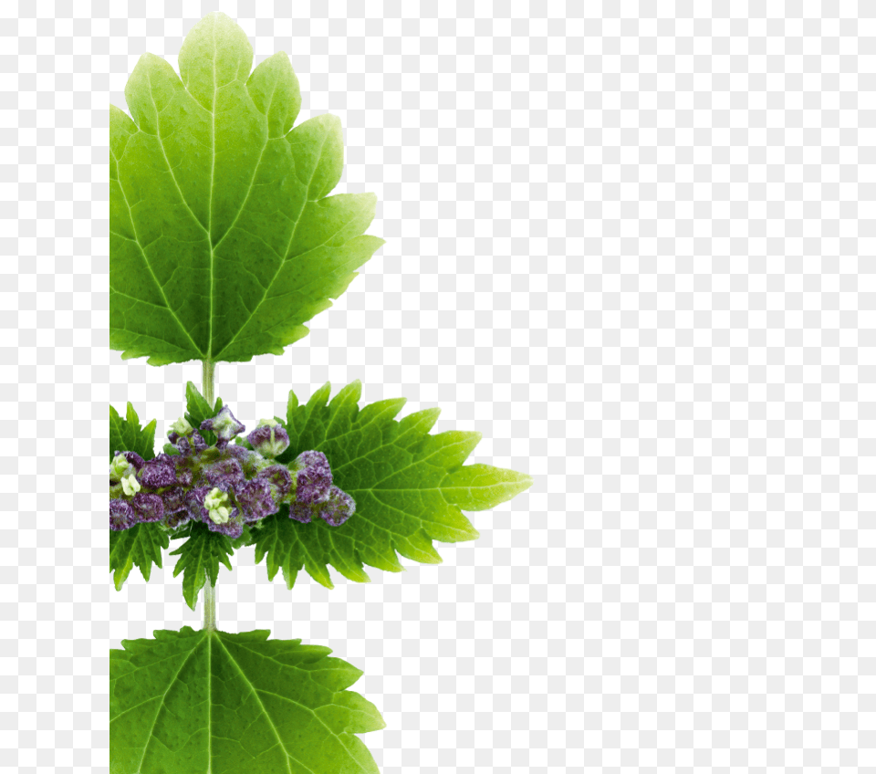 Nettle, Green, Herbal, Herbs, Leaf Png Image