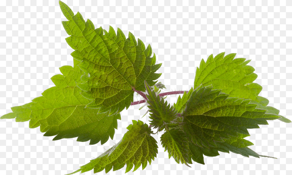 Nettle, Herbal, Herbs, Leaf, Mint Png Image