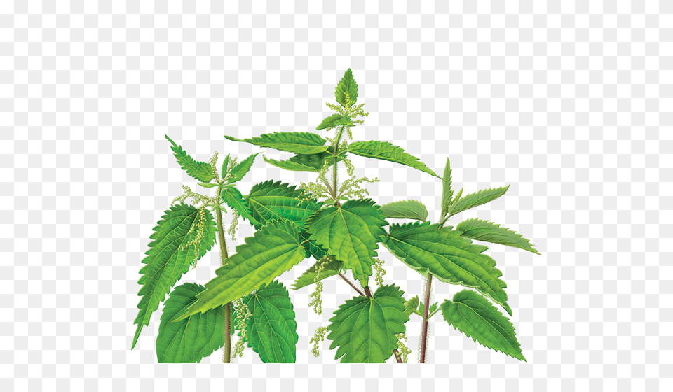 Nettle, Grass, Green, Herbal, Herbs Png Image