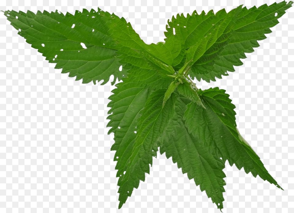 Nettle, Herbal, Herbs, Leaf, Plant Png Image