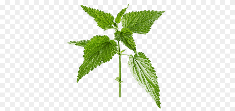 Nettle, Herbal, Herbs, Leaf, Mint Png Image