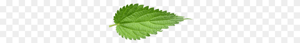 Nettle, Herbal, Herbs, Leaf, Mint Free Png Download