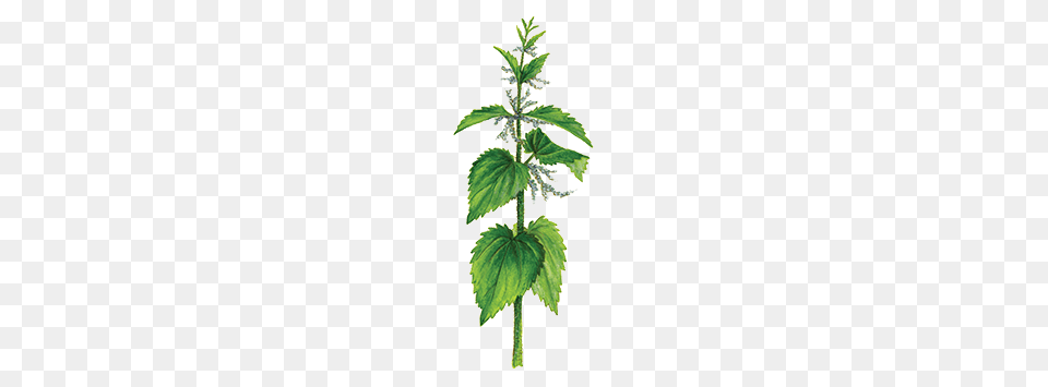 Nettle, Herbal, Herbs, Leaf, Mint Free Transparent Png