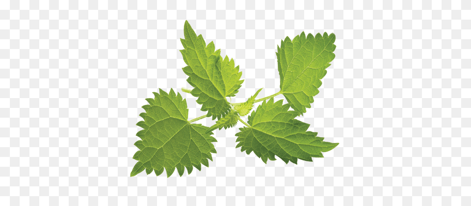 Nettle, Herbal, Herbs, Leaf, Plant Free Transparent Png
