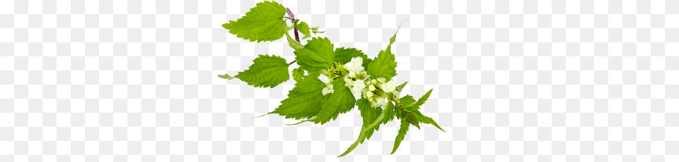 Nettle, Herbal, Herbs, Leaf, Plant Png Image