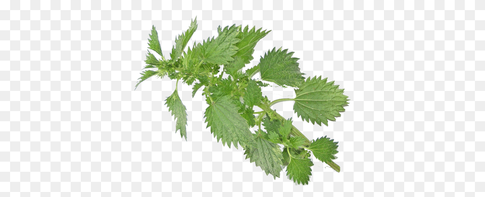 Nettle, Grass, Herbal, Herbs, Leaf Free Png Download