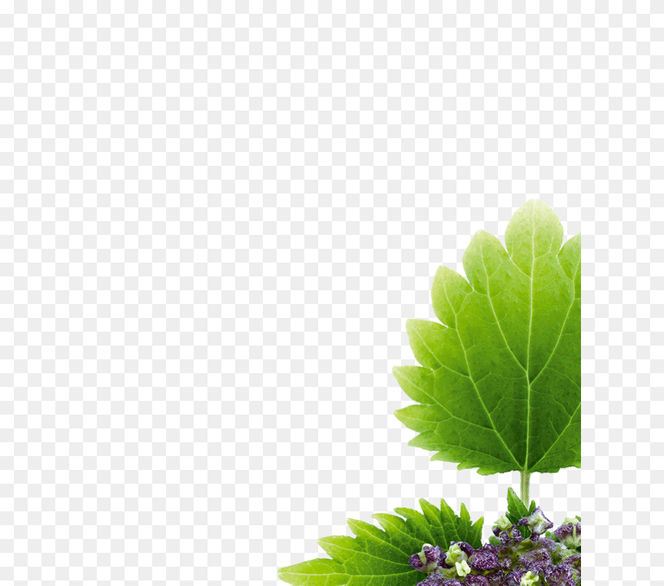 Nettle, Green, Herbal, Herbs, Leaf Free Transparent Png