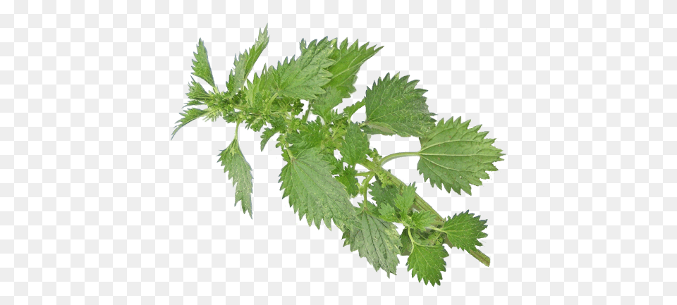 Nettle Branch, Grass, Herbal, Herbs, Leaf Png Image